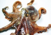 Le Sénégal immergera 30 000 vases à poulpes et réaffirme son soutien aux acteurs du secteur de la pêche