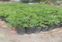 Le Sénégal lance la 8ème édition des vacances vertes à Keur Massar