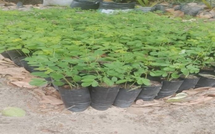 Le Sénégal lance la 8ème édition des vacances vertes à Keur Massar