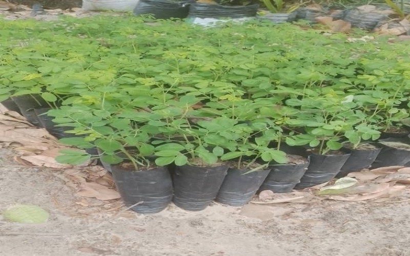 Le Sénégal lance la 8ème édition des vacances vertes à Keur Massar