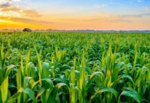 Rétrospective des faits saillants de l’agriculture en Afrique pour l’année 2024