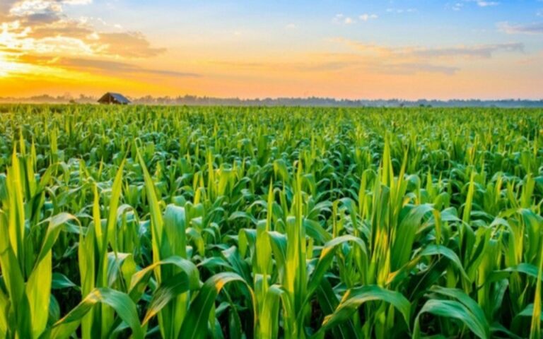 Rétrospective des faits saillants de l’agriculture en Afrique pour l’année 2024