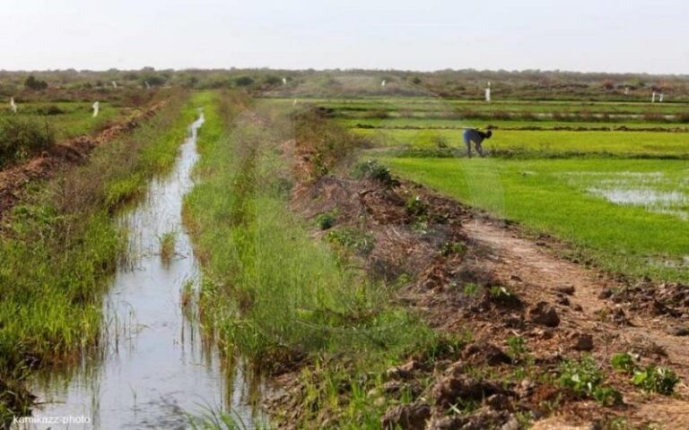 PRDC VFS, un projet destiné à « exploiter les opportunités » de la vallée du fleuve Sénégal, selon son coordonnateur            