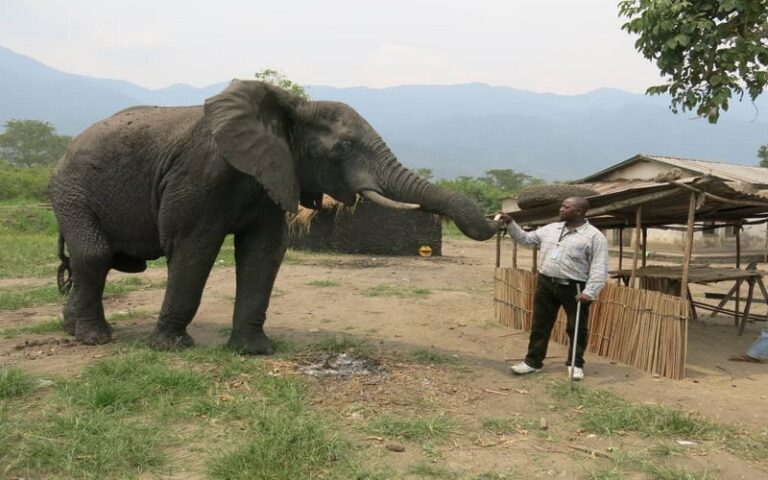 Animal Action Awards : Trois africains récompensés à Londres pour leur travail de protection des animaux