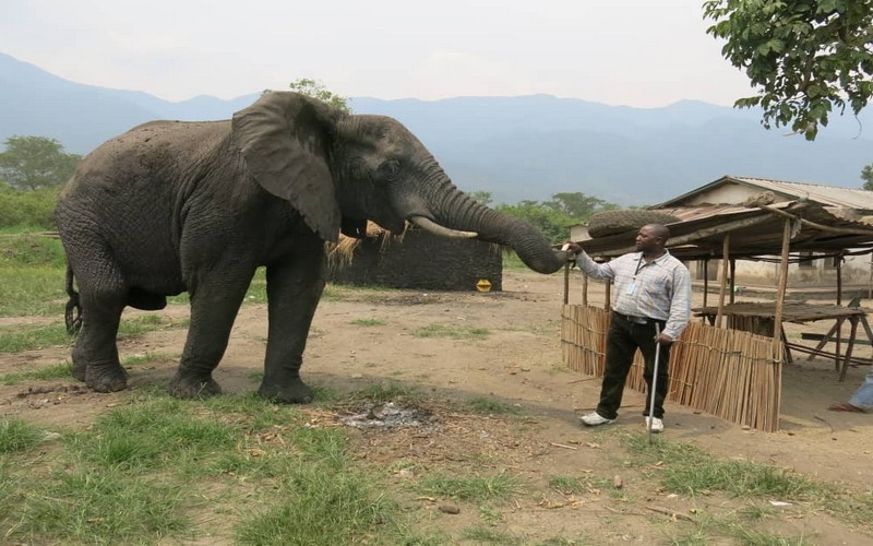 Animal Action Awards : Trois africains récompensés à Londres pour leur travail de protection des animaux