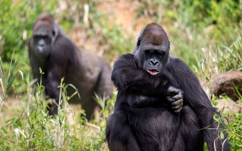 Une nouvelle étude révèle que les gorilles de l’Ouest déterminent leurs déplacements après une sorte de « vote »