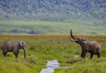 350 éléphants morts au Botswana : une étude révèle que la cause est l’eau contaminée par des cyanobactéries, amplifiée par le réchauffement climatique