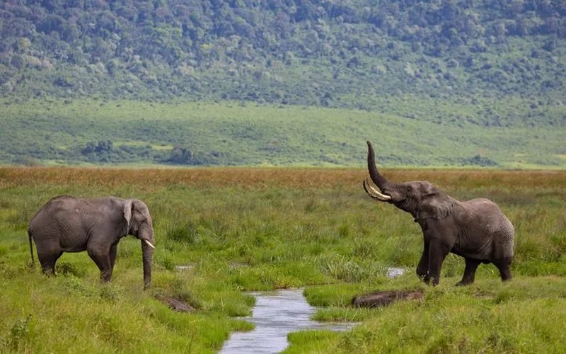 350 éléphants morts au Botswana : une étude révèle que la cause est l’eau contaminée par des cyanobactéries, amplifiée par le réchauffement climatique