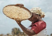 Autosuffisance rizicole en Afrique de l’Ouest : Pourquoi l’objectif 2035 nécessite une réforme profonde de la production