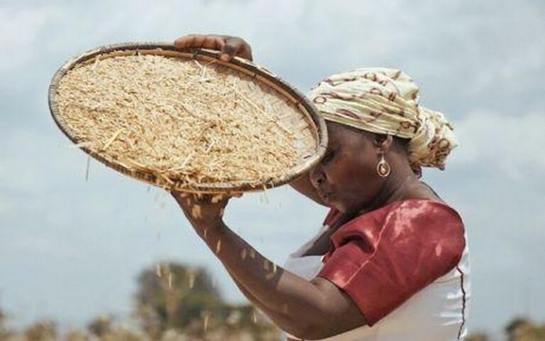 Autosuffisance rizicole en Afrique de l’Ouest : Pourquoi l&rsquo;objectif 2035 nécessite une réforme profonde de la production