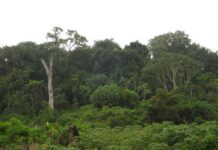 COP29 : Comment l’Afrique peut transformer les crédits carbone en levier économique et écologique malgré les controverses