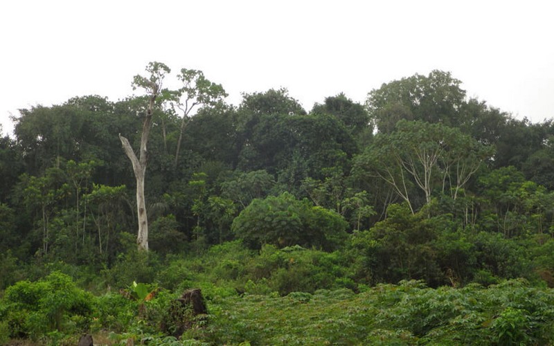 COP29 : Comment l’Afrique peut transformer les crédits carbone en levier économique et écologique malgré les controverses