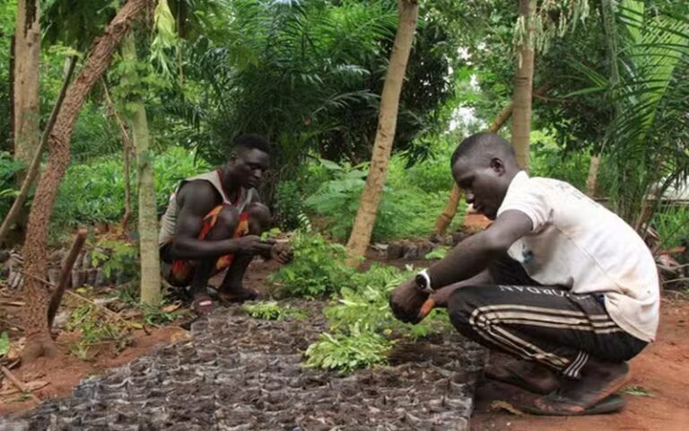 COP29 : L’Afrique émergera comme hub du marché mondial des droits à polluer, avec des accords bilatéraux déjà signés