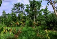 Certification forestière et agroforesterie en Afrique : Un modèle de durabilité en Afrique centrale pour la forêt et l’agriculture