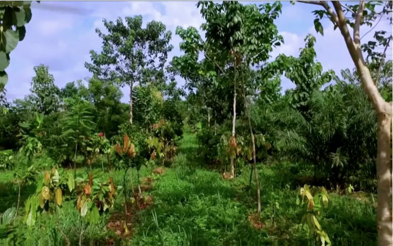 Certification forestière et agroforesterie en Afrique : Un modèle de durabilité en Afrique centrale pour la forêt et l’agriculture