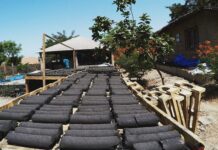 Charbon écologique au Mali : Une solution durable contre la déforestation et pour la protection des forêts