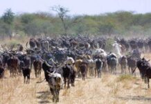 Comment le Tchad peut exploiter son potentiel d’élevage pour stimuler l’exportation de viande et de produits dérivés