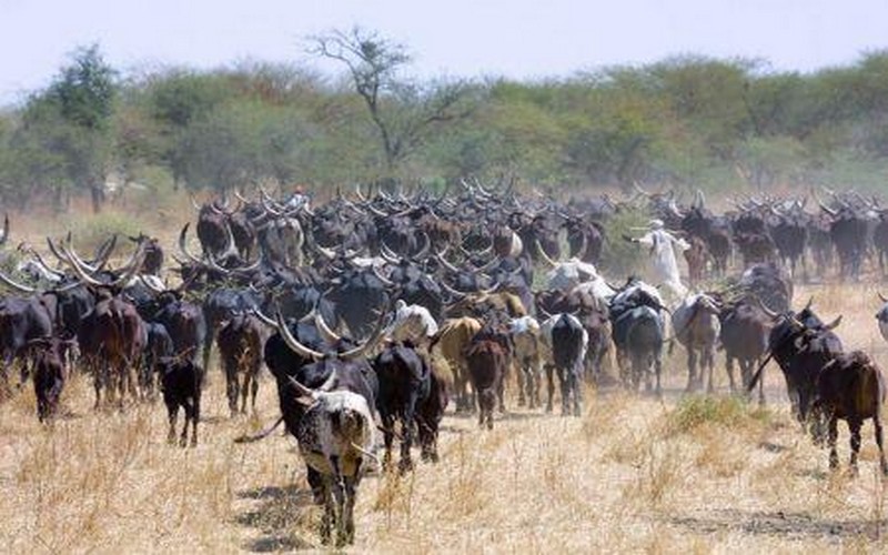 Comment le Tchad peut exploiter son potentiel d’élevage pour stimuler l’exportation de viande et de produits dérivés