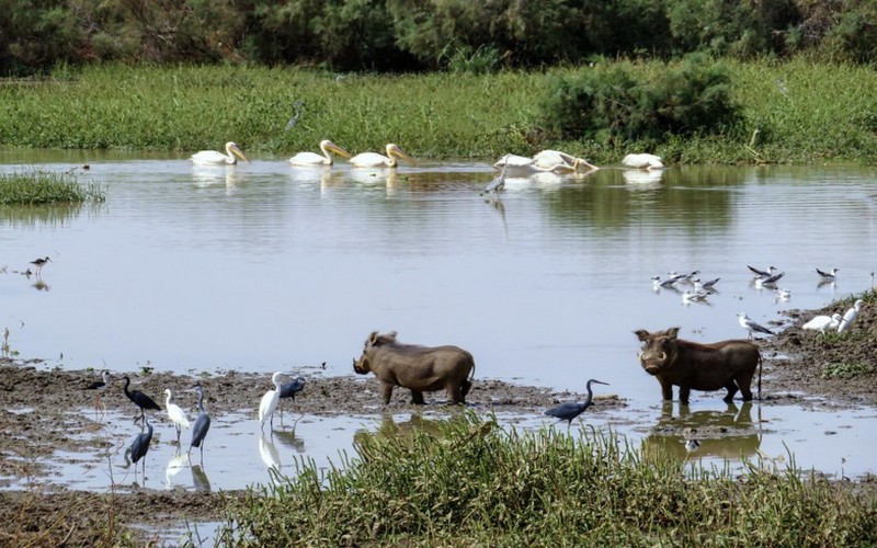 Développement durable : Des équipements d’une valeur de 40 millions FCFA offerts à des coopératives de femmes dans la réserve de biosphère du delta du fleuve Sénégal