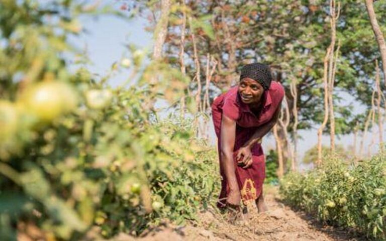 L’Afrique, principale bénéficiaire des flux mondiaux de financement agricole en 2022, selon la FAO : 17,3 milliards $ alloués à l’agriculture
