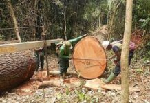 Côte d’Ivoire : 131 milliards de FCFA pour la préservation des forêts grâce à des accords de financement avec la BEI