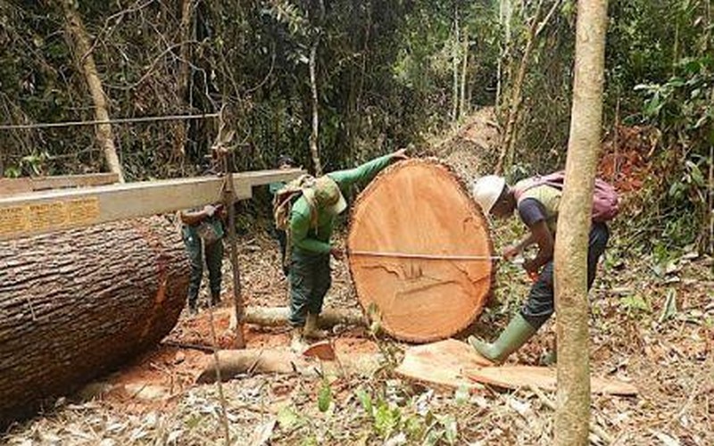La valeur ajoutée dans le secteur forestier en Afrique : Défis et opportunités pour l’industrie du bois
