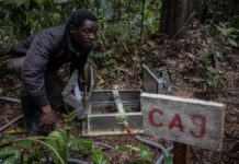 Les forêts du bassin du Congo : Un appel urgent des scientifiques face à la déforestation et au changement climatique