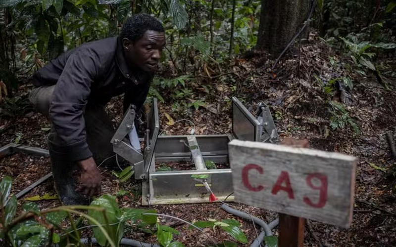 Les forêts du bassin du Congo : Un appel urgent des scientifiques face à la déforestation et au changement climatique