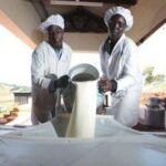 Souveraineté laitière au Sénégal : A Saly, chercheurs, États et producteurs unissent leurs forces pour transformer durablement la filière