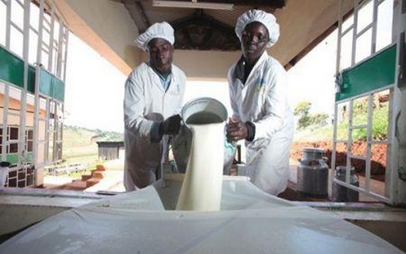 Pourquoi une interdiction des importations de lait en poudre risque de pénaliser l’industrie laitière ouest-africaine