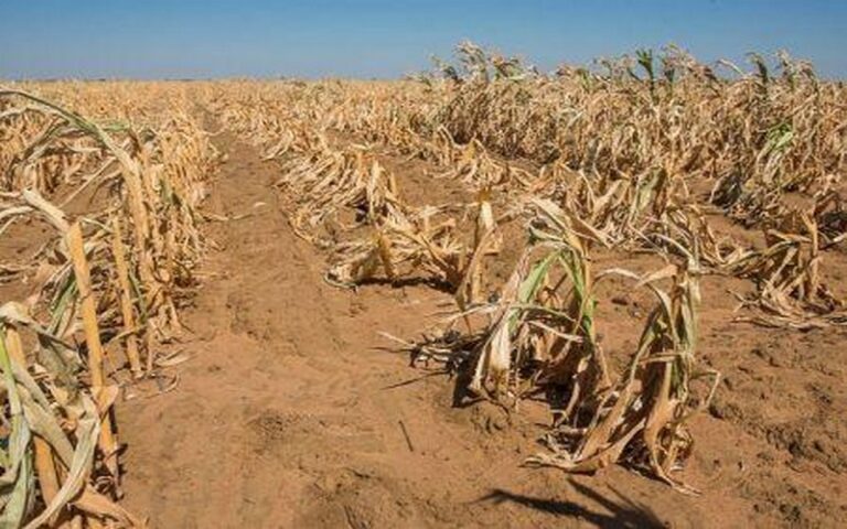 Récolte de céréales en Afrique australe : Baisse de 8 millions de tonnes en 2024 en raison de la sécheresse liée à El Niño (FAO)