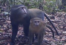 742 nouvelles espèces découvertes dans le bassin du Congo : un rapport du WWF souligne l’urgence de la conservation