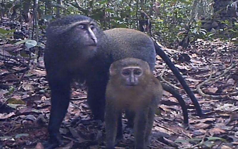 742 nouvelles espèces découvertes dans le bassin du Congo : un rapport du WWF souligne l’urgence de la conservation