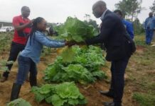 Gestion durable des sols au Gabon : L’avenir de l’agriculture maraîchère à Franceville et Moanda