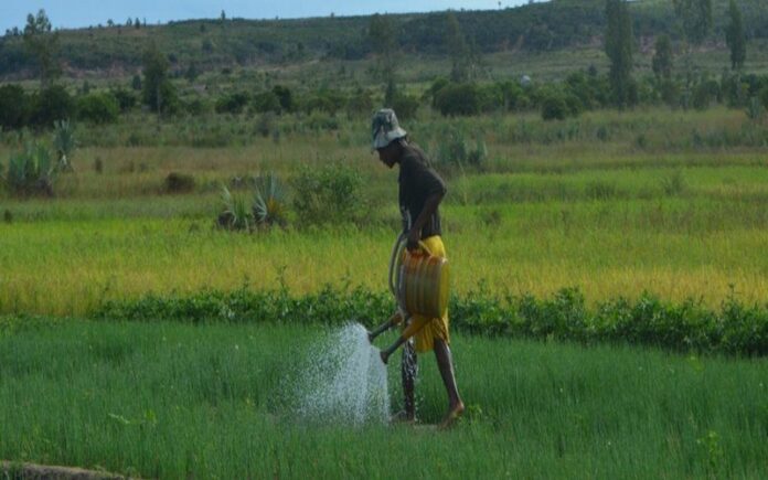 Agroécologie à Madagascar Défis et opportunités pour la transition agroécologique des exploitations agricoles familiales