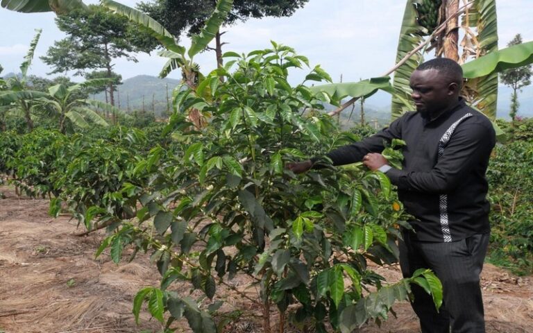 COP16 sur la désertification : Une coopérative de café rwandaise lutte contre l’érosion des sols grâce aux pratiques agricoles durables