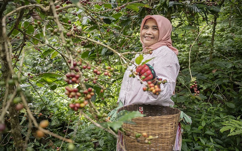 Déclaration du Fairtrade sur le report du règlement européen sur la déforestation