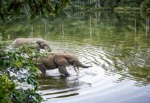 Découvertes époustouflantes dans le Bassin du Congo : 742 nouvelles espèces et l’urgence de sauver cet écosystème vital