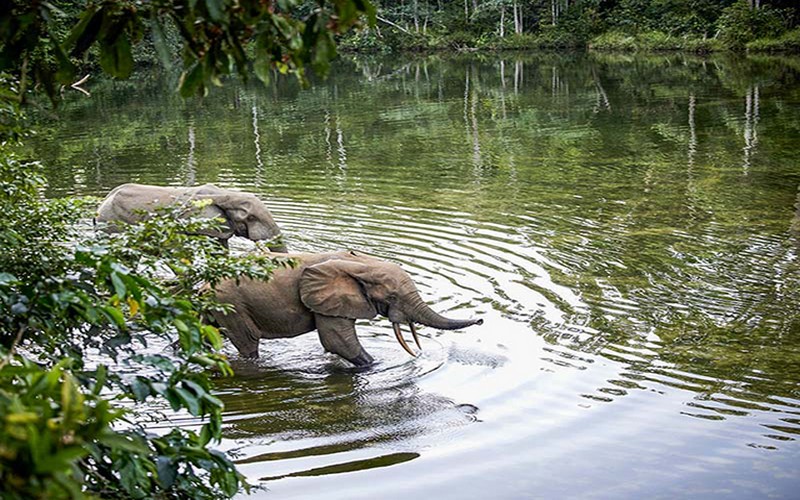 Découvertes époustouflantes dans le Bassin du Congo : 742 nouvelles espèces et l’urgence de sauver cet écosystème vital