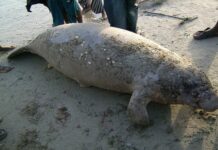 Disparition alarmante du lamantin d’Afrique de l’ouest