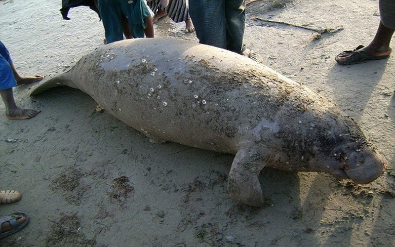 Disparition alarmante du lamantin d’Afrique de l’ouest