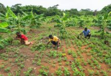 Diversifier les pratiques agricoles en Afrique : L’importance de la conservation de la faune et de la flore sauvage pour une agriculture durable