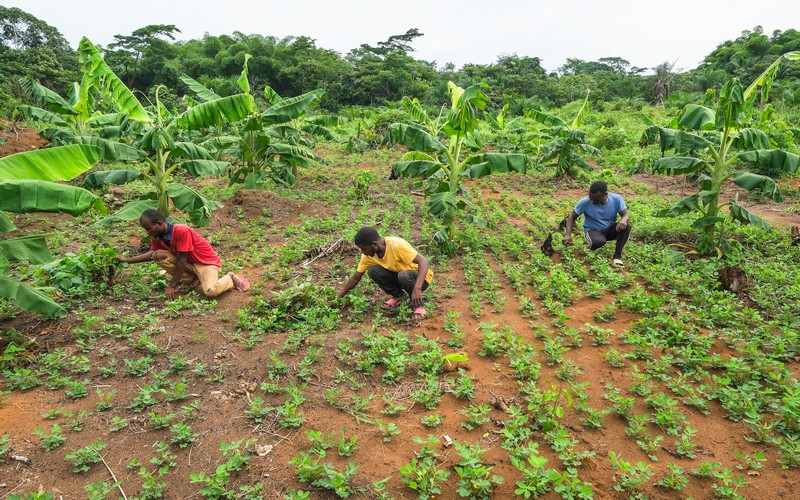 Diversifier les pratiques agricoles en Afrique : L’importance de la conservation de la faune et de la flore sauvage pour une agriculture durable