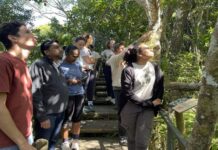 Ebony Forest à Maurice : Restauration des derniers ébéniers et voyage dans la forêt endémique