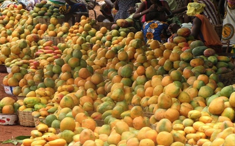Industrialisation de la filière mangue en Côte d’Ivoire : Vers une transformation durable et une croissance économique