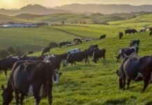 L’Afrique du Sud renforce ses exportations de viande bovines en 2024 : Croissance de 25% et diversification des marchés