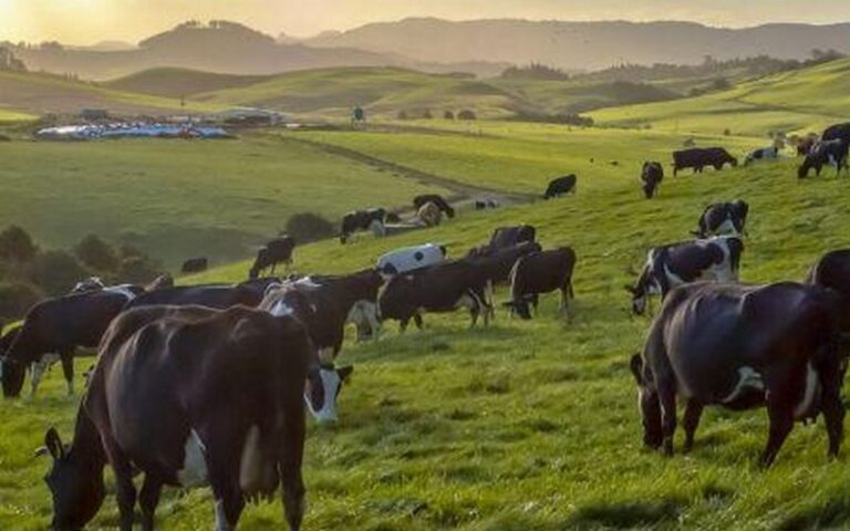 L&rsquo;Afrique du Sud renforce ses exportations de viande bovines en 2024 : Croissance de 25% et diversification des marchés