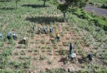 L’agriculture : Un pilier de la transformation structurelle en Afrique de l’Ouest