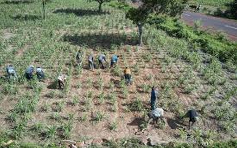 L’agriculture : Un pilier de la transformation structurelle en Afrique de l’Ouest