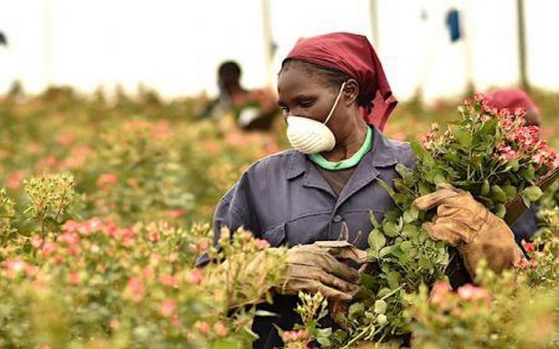 « L’agriculture est l’un des secteurs les plus dangereux », dixit Laetitia Dumas, OIT